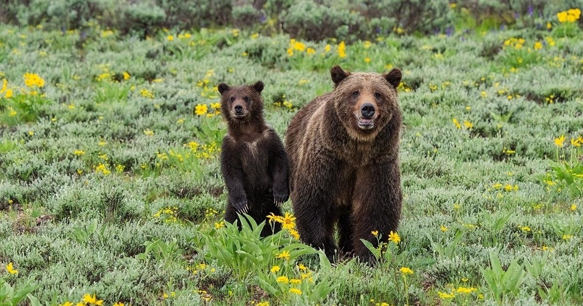 Grizzly 399 And Cub—An Update From Jackson Hole