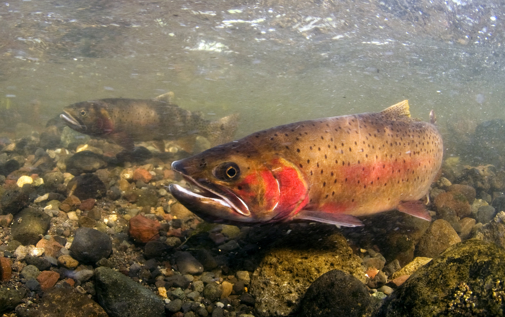 Yellowstone's Supporting Cast: Cutthroat Trout - Mountain Journal