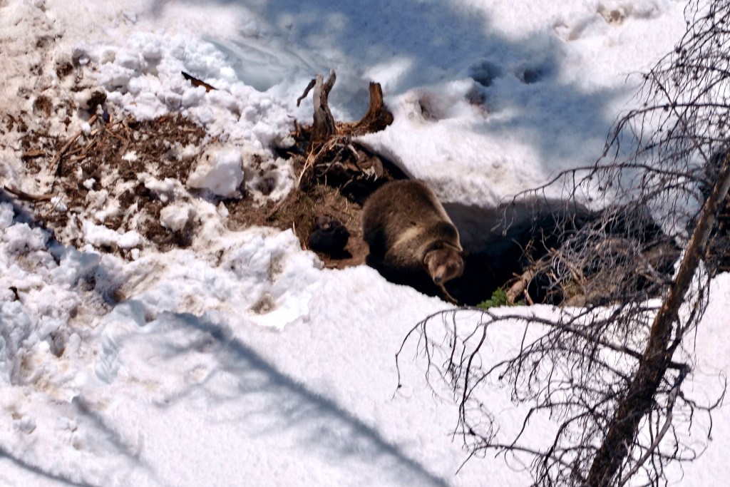 Migration Trends: Are Blue State Residents Moving to Republican States? - Kitchen Table News