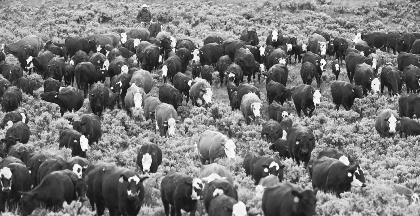Forest Service OK's Cattle Grazing Along Grizzly-Filled Union Pass Sparks Incoming Lawsuit - Mountain Journal